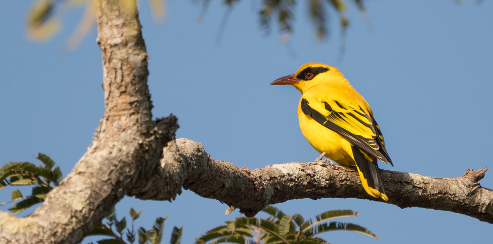 African Golden Oriole